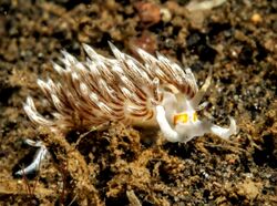 Cratena lineata, Bali.jpg