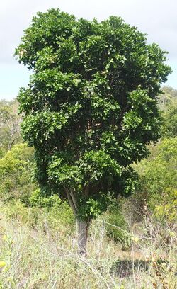 Cupaniopsis anacardioides habit.jpg