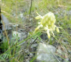 Dalea aurea.jpg