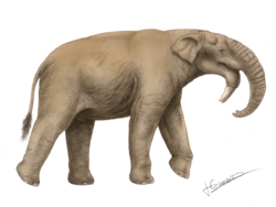 Deinotherium bozasi JG.png