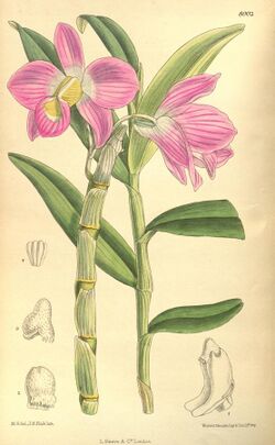 Dendrobium regium.jpg