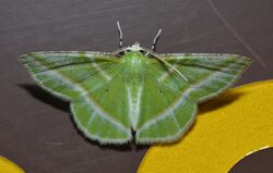 Dichorda iridaria - Showy Emerald Moth (14836165720).jpg