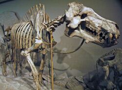 Dinohyus hollandi (fossil mammal) (Harrison Formation, Lower Miocene; Agate Springs Fossil Quarry, Nebraska, USA) 1 (33515247252).jpg