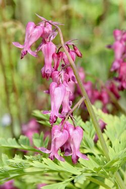 Dolly Sods (Dicentra Exima) Fringed Bleeding Heart.jpg