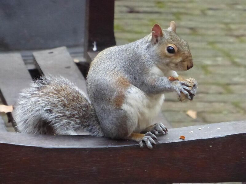 File:Eastern Grey Squirrel in Bunhill Fields.jpg