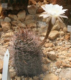 Echinopsis leucantha 01.jpg