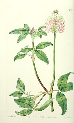Edwards' botanical register, or, Ornamental flower-garden and shrubbery .. (1829-1847) (20984215788).jpg