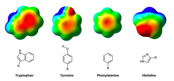 electrostatic surface potential maps of tryptophan, tyrosine, phenylalanine, and histidine that show differences in electron density in their aromatic rings
