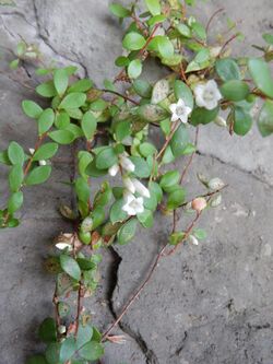 Epacris crassifolia Garigal 2.jpg