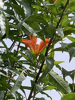 Erblichia odorata (butterfly tree) 02.jpg