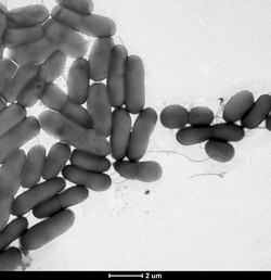 Escherichia coli forming biofilms via F-pilus.tif