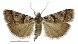 Eudonia organaea female.jpg