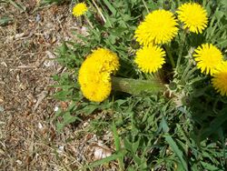 Fasciated Dandelion 01.JPG