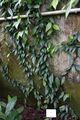 Ficus sagittata - Botanischer Garten - Heidelberg, Germany - DSC01140.jpg