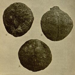 Fig.71-Mafotra - Brochoneura freaneei Heckel, fruits mûrs - p. 302.jpg