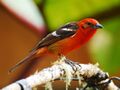 Flame-colored Tanager 2.jpg