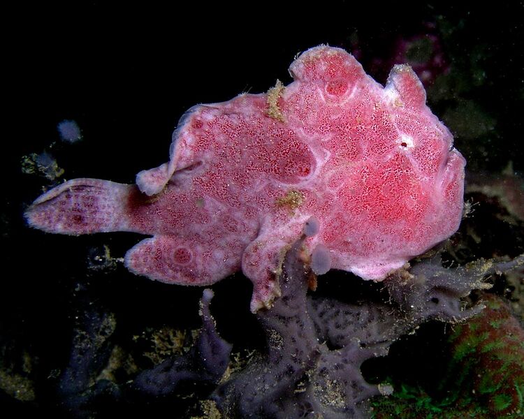 File:Frogfish ocellated.jpg