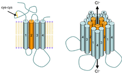 GABAA receptor schematic.png