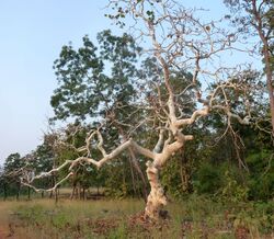 Ghost Tree. Sterculia urens..jpg
