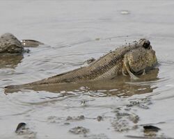 Giant mudskipper (Periophthalmodon schlosseri).jpg