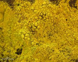 Gold Dust Lichen (3816260916).jpg