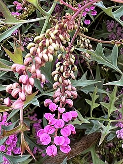 Grevillea leptobotrys flowers.jpg