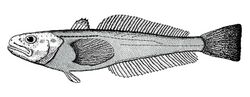 Gvozdarus svetovidovi 2nd known specimen.jpg