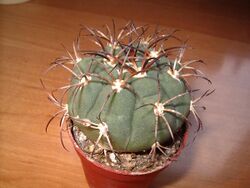 Gymnocalycium Saglionis.JPG