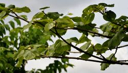 Haldina cordifolia (Haldu) in Ananthagiri forest, AP W IMG 9370.jpg