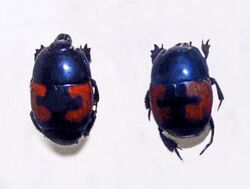 Histeridae - Hister quadrimaculatus.jpg
