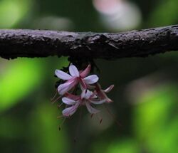 Humboldtia decurrens Flower.jpg