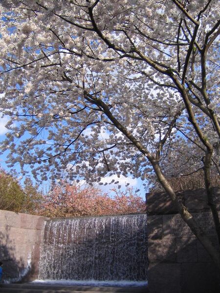 File:IMG 2317 - Washington DC - FDR Memorial - Cherry Blossoms.JPG
