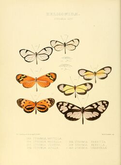 Illustrations of new species of exotic butterflies Ithomia XXV.jpg