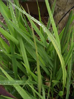 Imperata brevifolia.jpg