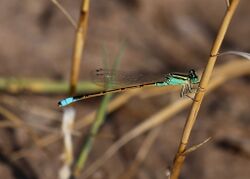 Ischnura barberi 18773187.jpg