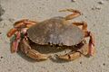 Jonah crab (11823580556).jpg