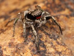 Kaldari Habronattus coecatus male 03.jpg