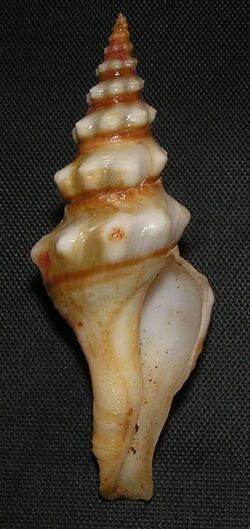 Knefastia tuberculifera 002.jpg