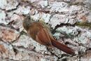 Lepidocolaptes duidae - Duida Woodcreeper; Iquitos, Peru.jpg