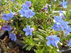 Lithodora diffusa 'Haevenly Blue' 3.jpg