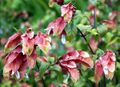 Madeira, Palheiro Gardens - Justicia brandegeeana IMG 2319.JPG