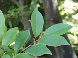 Michelia compressa leaves.jpg