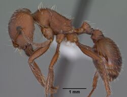 Monomorium subopacum casent0010951 head 1.jpg