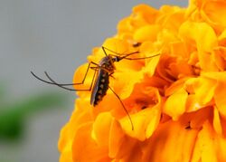Mosquito on marigold flower.JPG