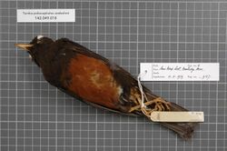 Naturalis Biodiversity Center - RMNH.AVES.9127 2 - Turdus poliocephalus seebohmi (Sharpe, 1888) - Turdidae - bird skin specimen.jpeg