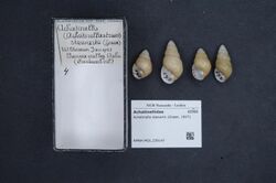 Naturalis Biodiversity Center - RMNH.MOL.239147 - Achatinella stewartii (Green, 1827) - Achatinellidae - Mollusc shell.jpeg