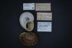 Naturalis Biodiversity Center - ZMA.MOLL.316337 - Cyclophorus aurantiacus (Schumacher, 1817) - Cyclophoridae - Mollusc shell.jpeg