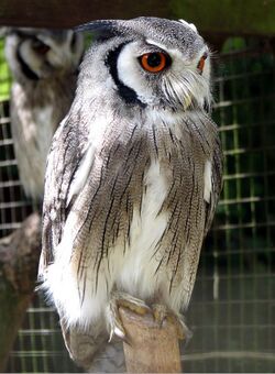 Northern white-faced owl arp.jpg