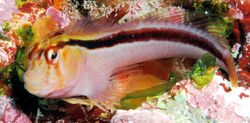 Parablennius laticlavius (Crested blenny).jpg