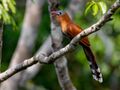 Piaya melanogaster Black-bellied Cuckoo; ZF Canopy Tower, Manaus, Amazonas, Brazil (cropped).jpg